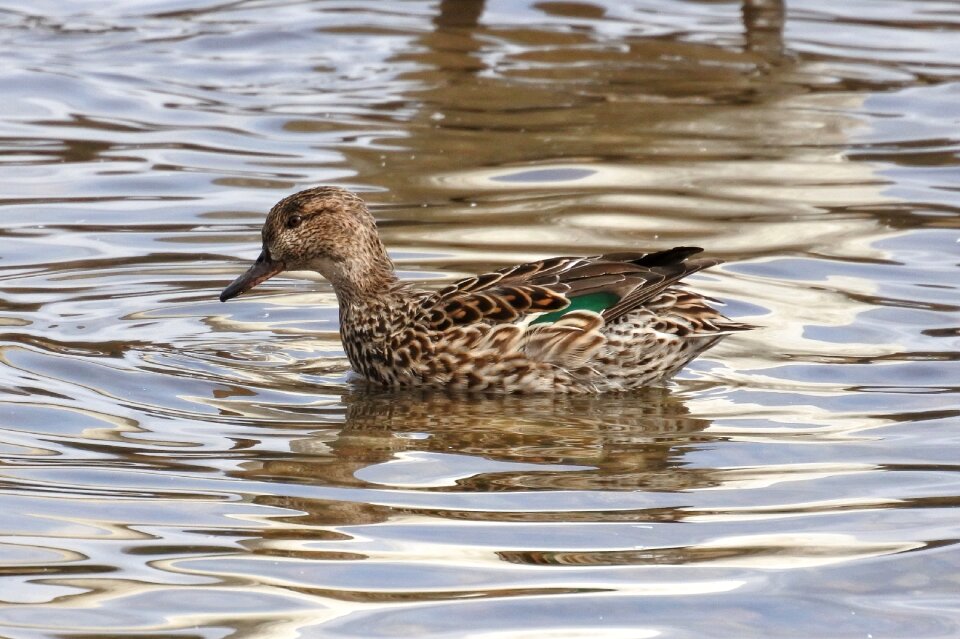 Wild birds wild animal water