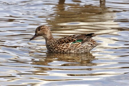 Wild birds wild animal water photo