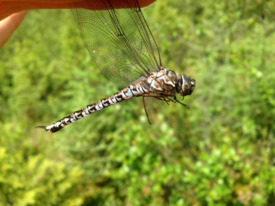 Aeshna sitchensis 9973842
