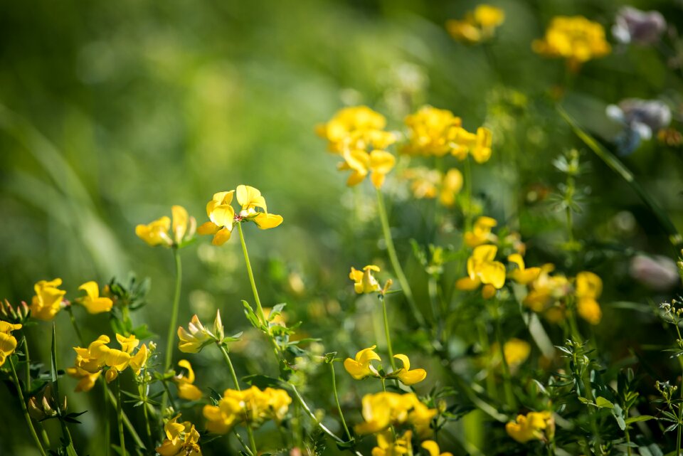 Yellow flower yellow nature