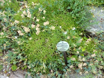 Aethionema grandiflorum - Botanischer Garten, Frankfurt am Main - DSC02642