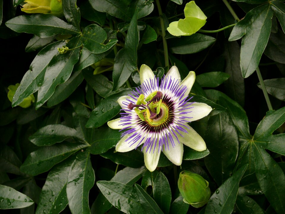 Close up climber plant flower