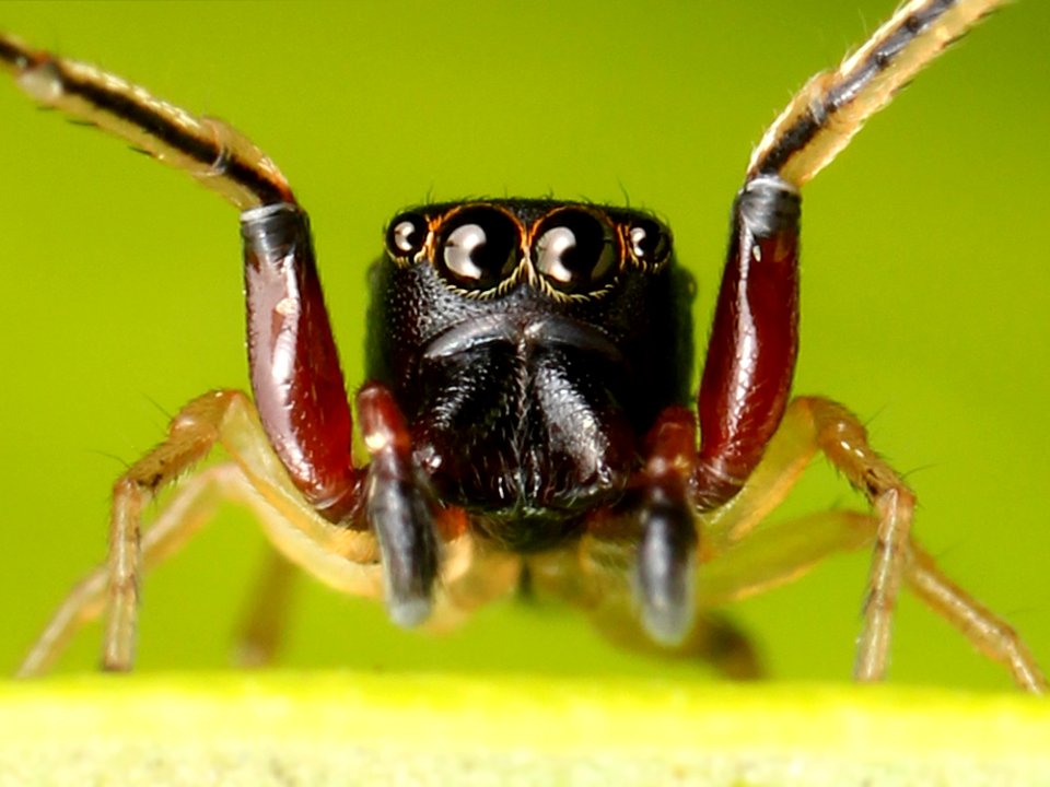 Adult Zygoballus rufipes male 01