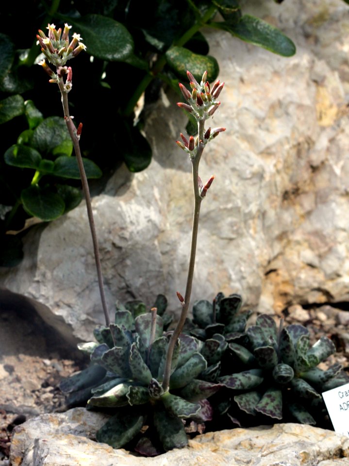 Adromischus cooperi Prague 2012 1