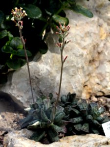 Adromischus cooperi Prague 2012 1