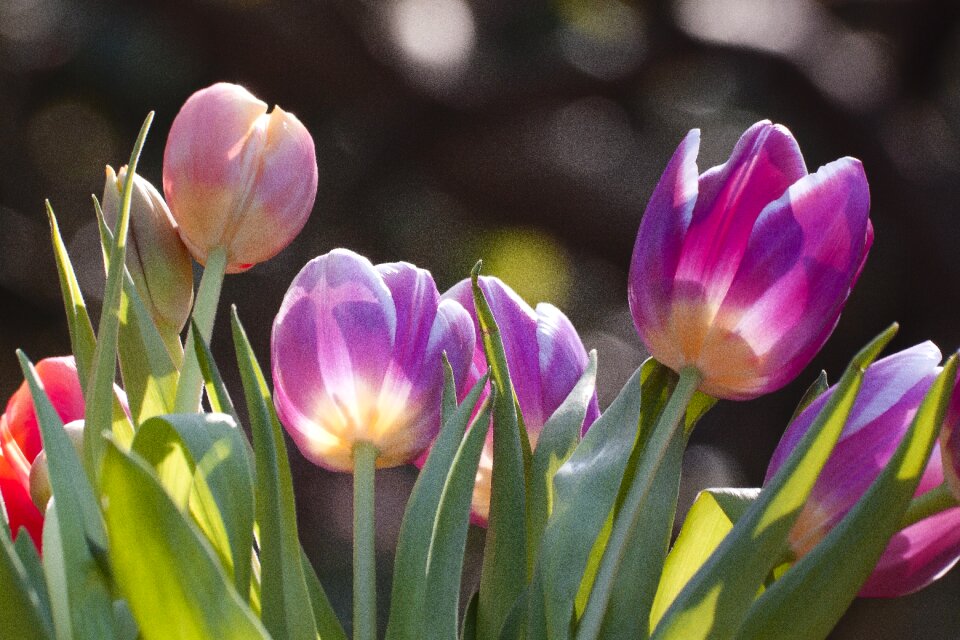 Blossom bloom violet