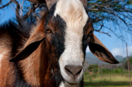 Adult goat face