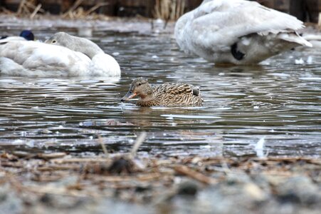 Wild birds wild animal water