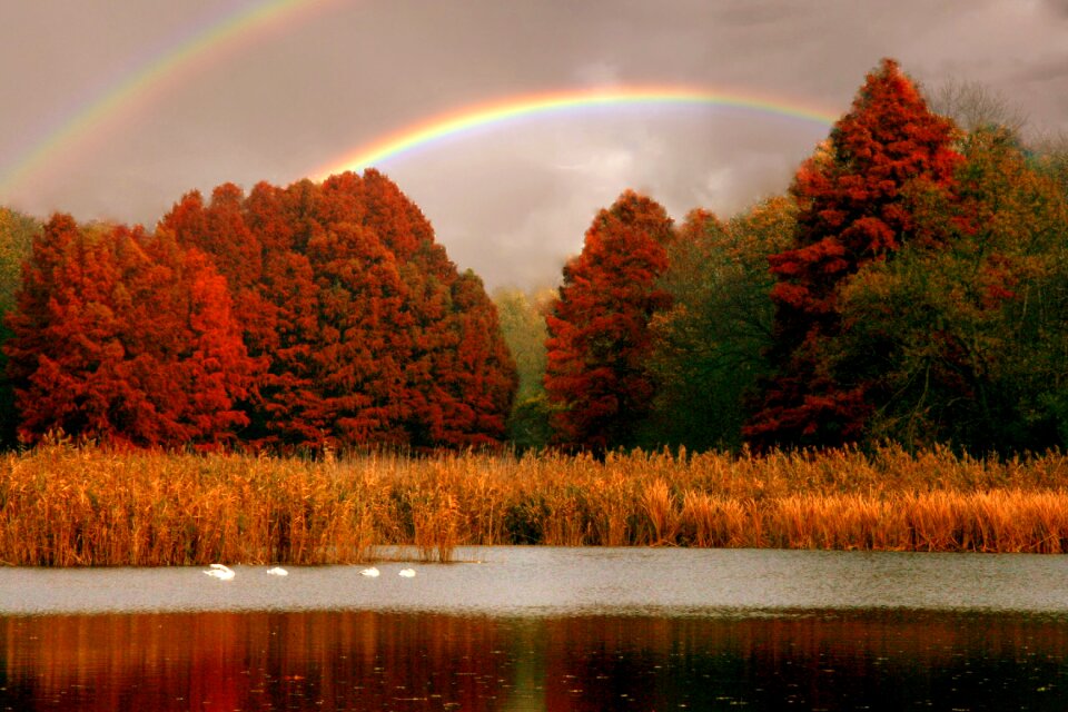 Red swans landscape
