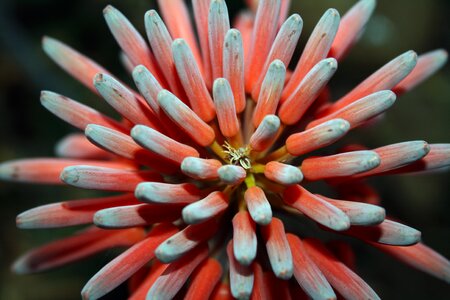 Nature indigenous plant