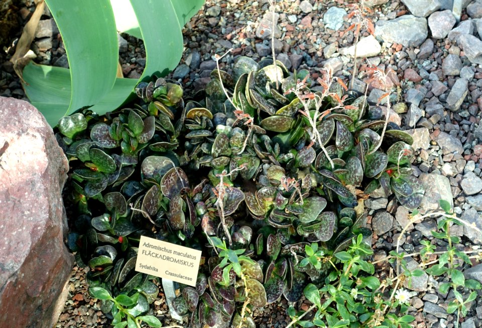 Adromischus maculatus - Bergianska trädgården - Stockholm, Sweden - DSC00425