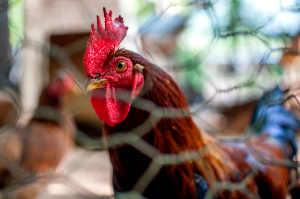 Adult chicken in a cage