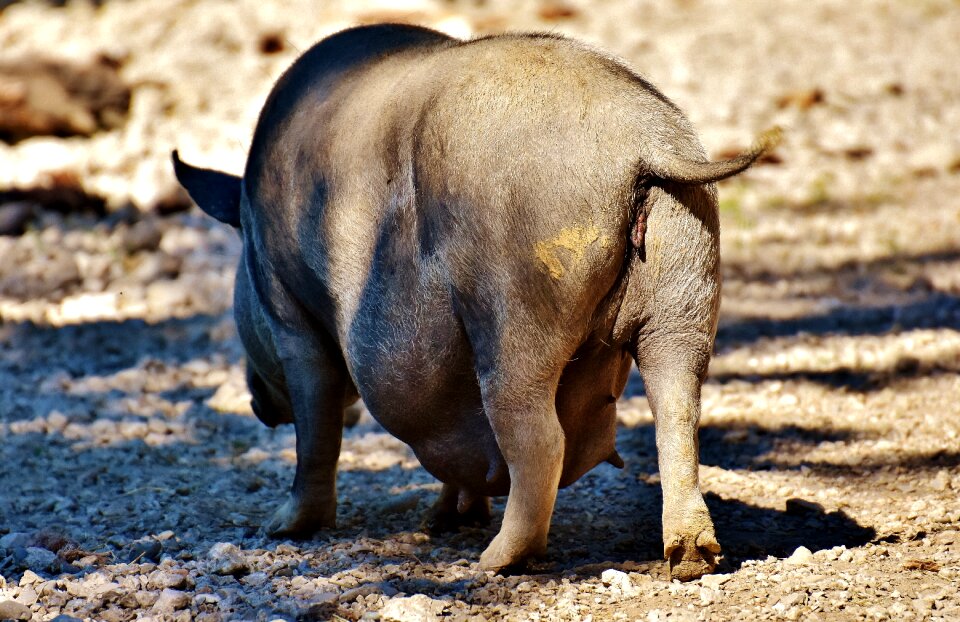 Animal nature wildpark poing