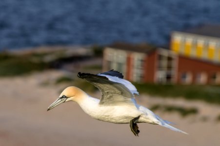 Adult Northern Gannet in flight
