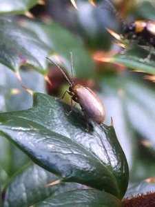 Adoxia vulgaris 10691874