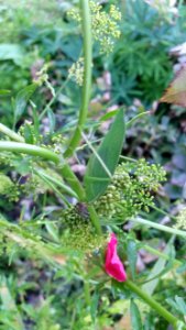 Adult Common Garden Katydid (Caedicia simplex)