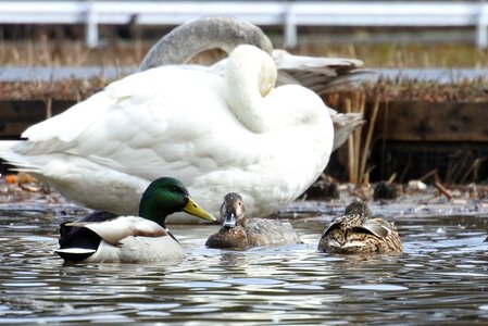 Wild birds wild animal water