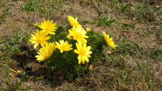 Adonis vernalis - Tobiášův vrch (Louny)
