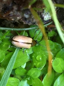 Adoxia vulgaris 10691910