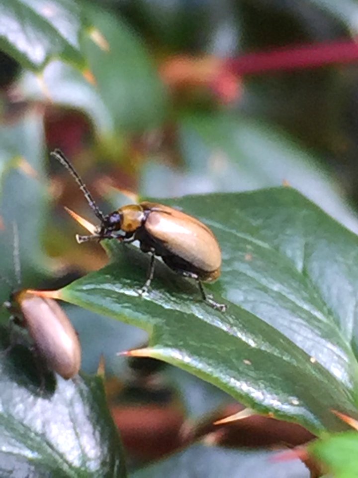 Adoxia vulgaris 10691904