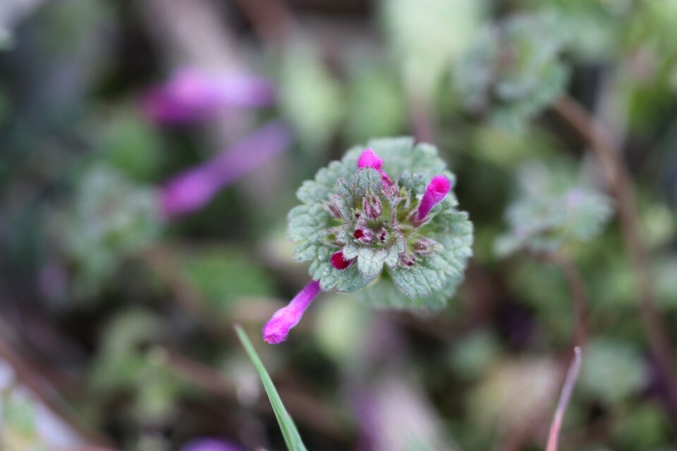 Garden plant flowers