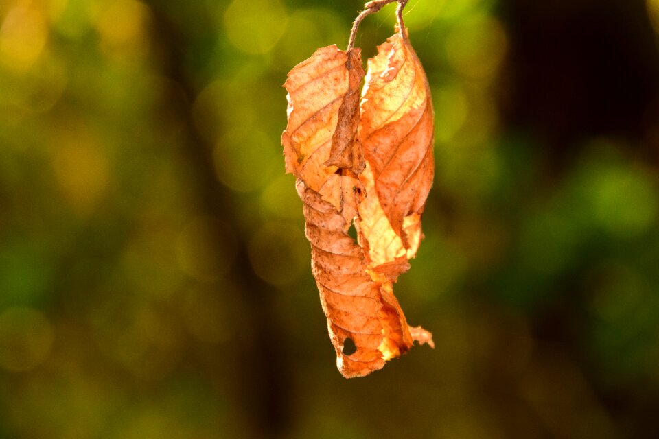 Autumn forest tree