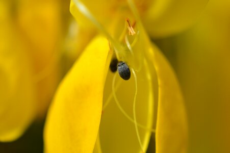 Flower macro yellow
