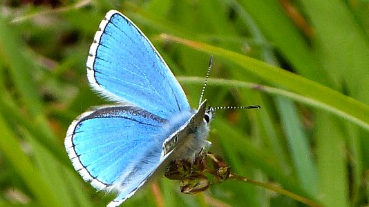 Adonis Blue Butterfly
