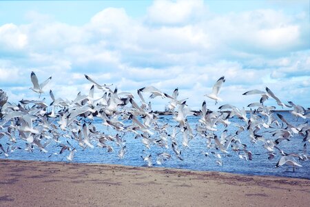 Flying birds sea photo