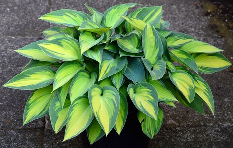 Golden green leaf leaves