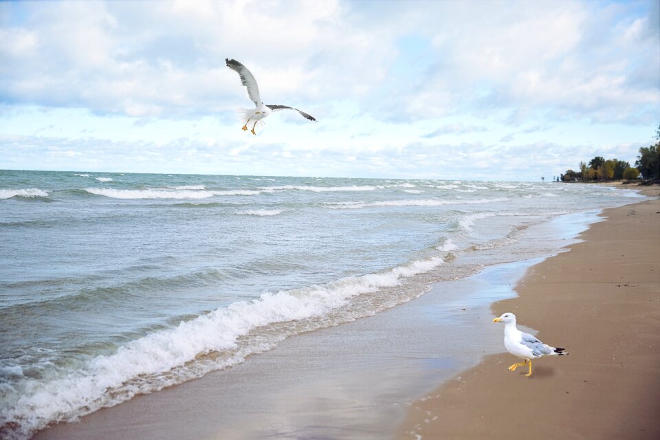 Flying birds sea photo