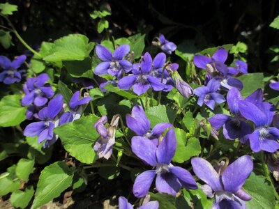 Wild plant blue fragrance photo