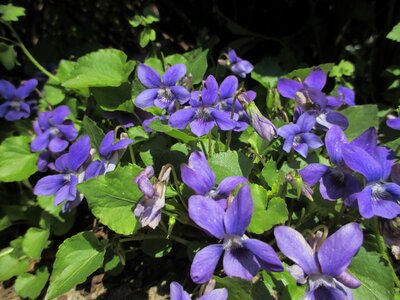 Wild plant blue fragrance
