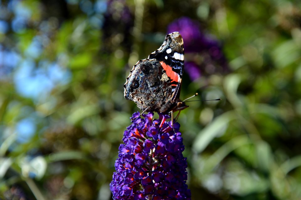 Admiral (Vanessa atalanta) auf Fliederspitze