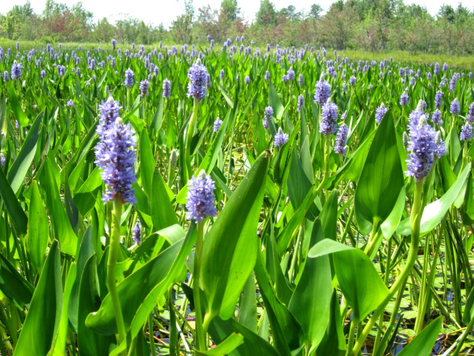 Adirondack pickerel weed