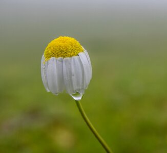 Highland nature water drop
