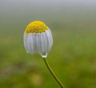 Highland nature water drop photo