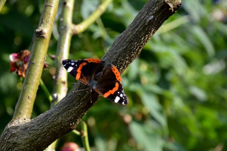 Admiral (Vanessa atalanta) auf Rose