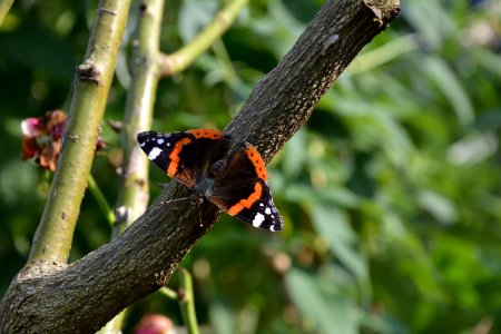 Admiral (Vanessa atalanta) auf Rose photo