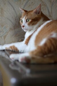 A person figure cat