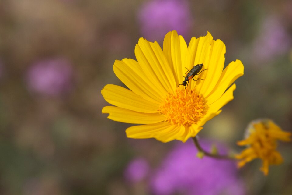 Flower bug nature