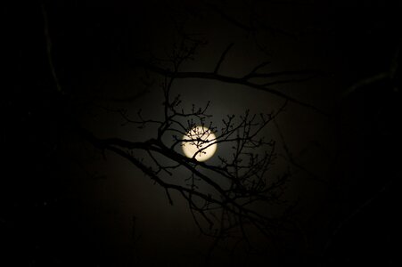 Nature mysterious night photo