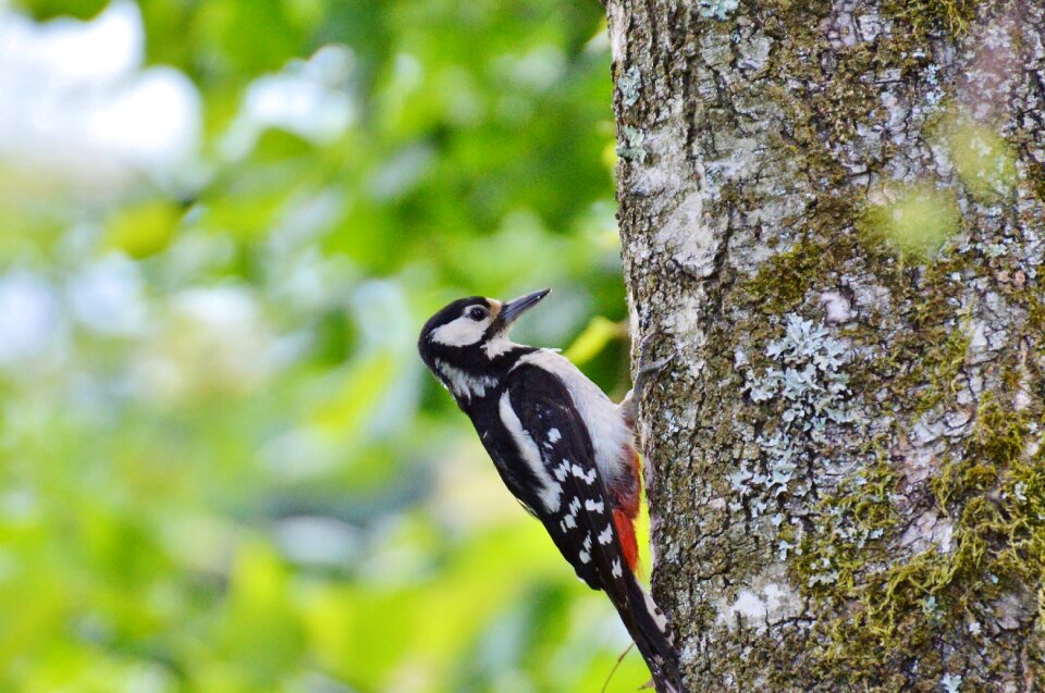 Forest bird tree log