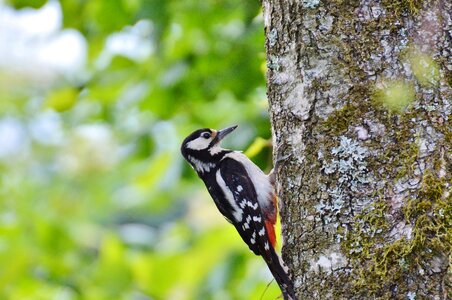 Forest bird tree log