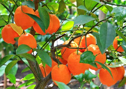 Fruit orange tree tree