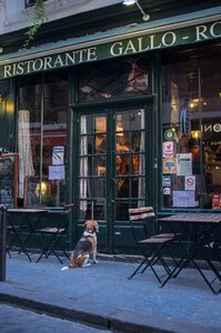 Waiting dog patience
