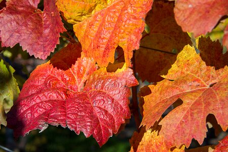 Autumn colours fall color autumn mood photo