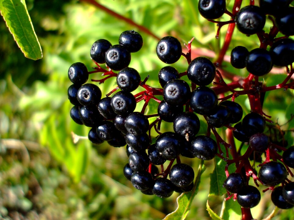 Berries fruit plant