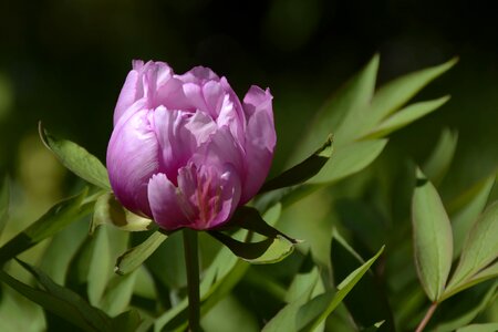 Purple spring flower photo