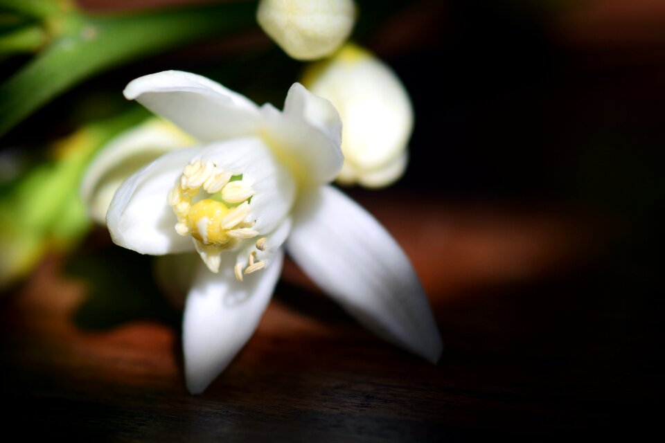 White close up mediterranean